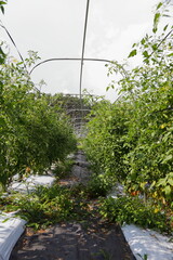 無農薬で栽培されたオーガニックのトマト農園