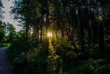 Fototapeta premium morning sun rays in the forest