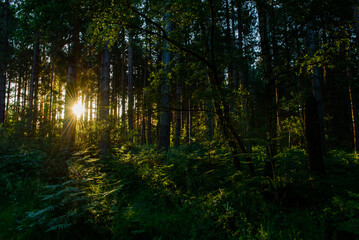 morning sun rays in the forest