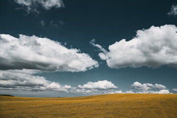 Fototapeta premium Landscape with blue sky and yellow field. Summer background in the village.