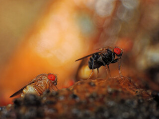close-up of the fly on the plants