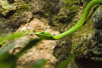 grüne Baumschlange