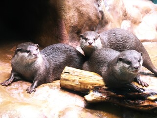 Obraz premium 水族館で人気者のコスメカワウソ