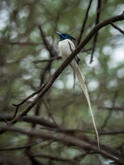 Close-up portrait of an Indian paradise flycatcher in white morph during rains at Jhalana leopard reserve, Jaipur, India