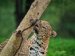 A male leopard sniffs the trunk of an acacia tree at Jhalana leopard reserve, Jaipur