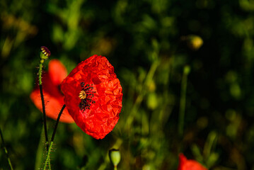red poppy in the field