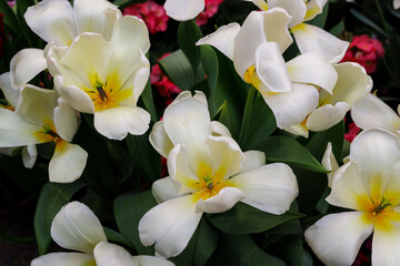 White tulips in the spring garden. Tulip flower background for spring or love concept.
