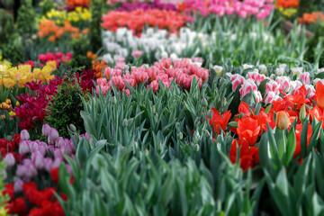 Coloured tulips in the garden on a background of green leaves lit by the warm spring sun