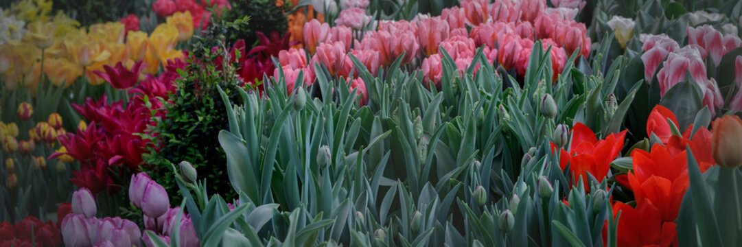 Coloured tulips in the garden on a background of green leaves lit by the warm spring sun