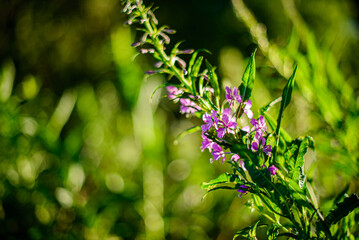 purple flowers in the meadow