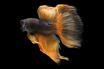 Fototapeta premium Betta fish or siamese fighting fish, betta splendens isolated on black background, fish on black background, Multi color Siamese fighting fish.