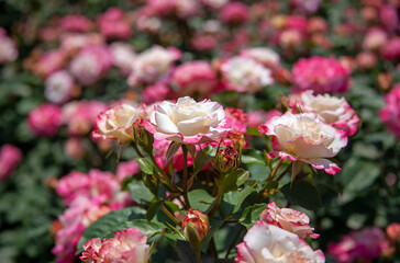Obraz na płótnie Canvas 薔薇の花　神代植物公園｜フランス産「チャールストン」という薔薇の花です 