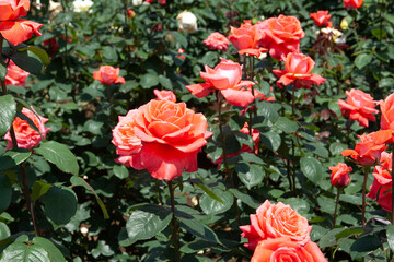 薔薇の花　神代植物公園｜オレンジ色のバラの花びらが春の光を浴びて輝いて見えました
