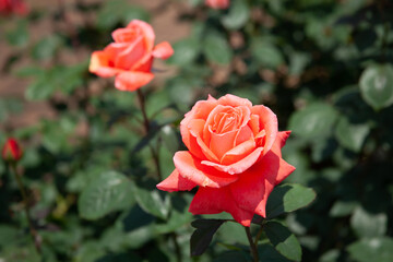 薔薇の花　神代植物公園｜オレンジ色のバラの花びらが春の光を浴びて輝いて見えました
