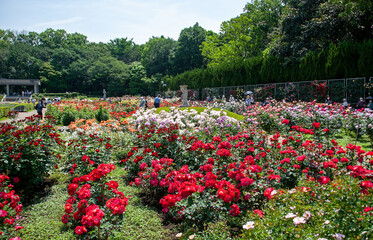 春のバラフェスタ　神代植物公園｜色とりどりの薔薇の花を楽しむことが出来ます
