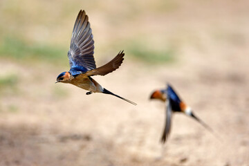 Red-rumped swallow, Lesser Striated Swallow // Rötelschwalbe (Cecropis daurica)