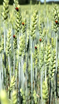 Field of barley with ladybirds in summer, vertical composition