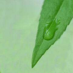 Green leaf on a green background.