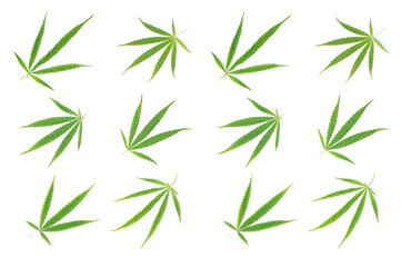 Cannabis plants leaf on a white background Cultivation of medical marijuana.