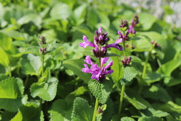 Close up of stachys officinalis,  Betonica officinalis foliage.