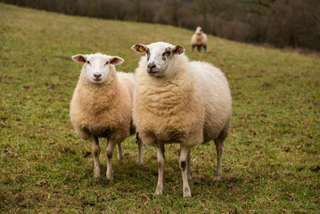 Naklejka na ściany i meble Two sheep on a green meadow, an ewe and her lamb, looking towards camera