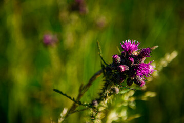purple flowers by the lake