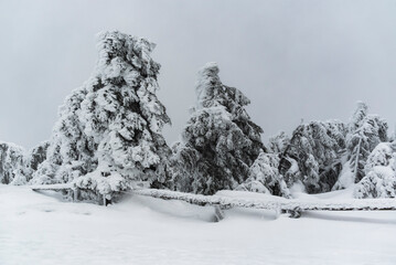 Bizarre frosted trees in the snow-covered landscape on the summit of the Brocken mountain on an overcast winter day, Harz National Park, Germany