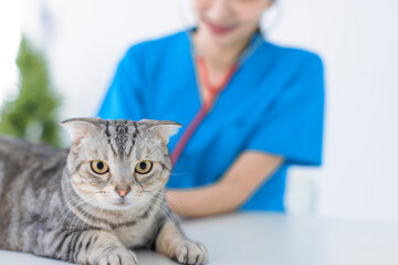  cat with veterinarian doctor at vet clinic