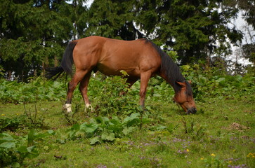 Naklejka na ściany i meble Horse eating grass