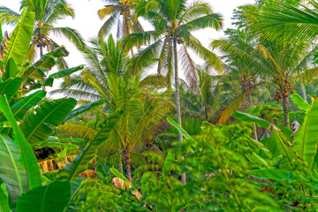 Obraz na płótnie Canvas Natur auf Bali, Palmen im Regenwald.