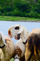 Fototapeta premium The beautiful sheep in the group, there are pet sheep