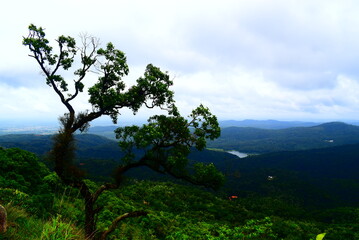 Obraz premium tree in the mountains