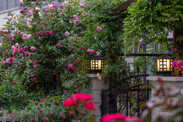 Obraz premium Roses were planted in front of the yard