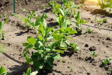 Pea bushes in the field, agricultural industry, vegetable growing. Selective focus