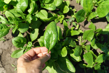 Rows of green spinach on a field. Young leaves leaf leaf green in rows, agriculture. Selective focus