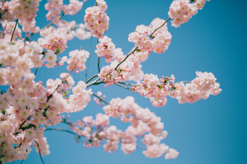 cherry tree sakura with tender flowers spring blossom spring time Flowering apricot over blue sky sunny spring day