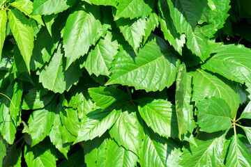 Plants live fence, Background and texture of green plants. Close-up