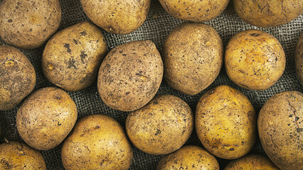 Yellow raw potatoes tubers lying on sackcloth background top closeup view