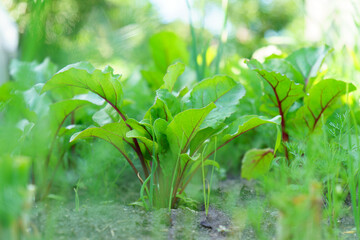 Sprouted chard growing in the vegetable garden. Chard leaf in farming and harvesting