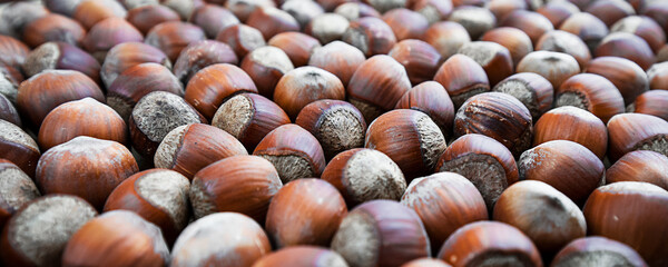Brown colored hazelnut nuts background. Filbert nut in shell backdrop.