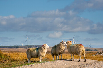 Wool sheep by a small country road. Wind farm generators in the background. Blue cloudy sky. Blend of farming and technology. Farming and agriculture industry. Ecology and green energy.