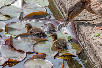 two cute and fluffy Mallard ducklings (Anas platyrhynchos) swim in a pond among water lily leaves 