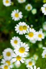 Fototapeta premium Medicinal chamomile flowers on the field. Alternative medicine and homeopathy, natural herbs for aromatherapy, selective focus, top view.
