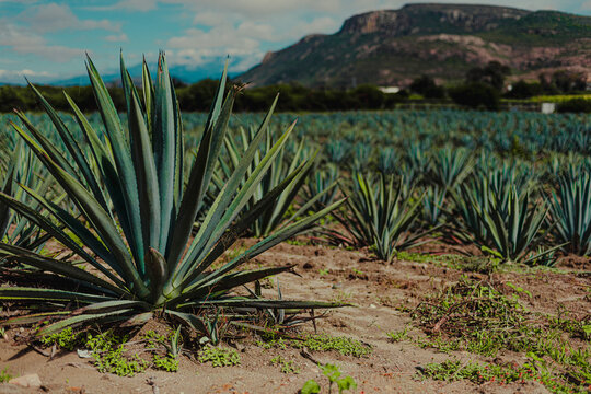Campos de agave espad&iacute;n oaxaque&ntilde;o