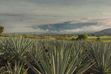 Campo de agave para destilar mezcal y tequila