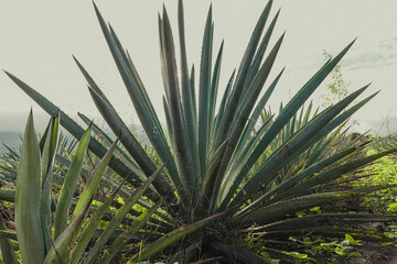 Campo de agave para destilar mezcal y tequila