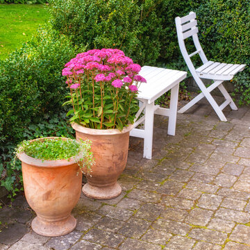 Vibrant pink orpine growing in a ceramic pot plant in a secluded and private garden courtyard. Relaxing on patio furniture with lush green hedge and bush and hylotelephium telephium backyard flowers