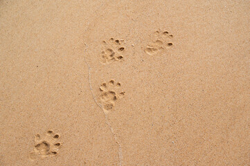 Fototapeta na wymiar Animal footprints in sand on the beach