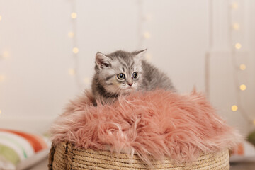 Kleine Süße Katze Kätzchen
