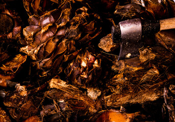 Proceso del mezcal, agave espadín cocido.